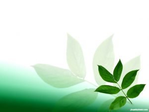 beautiful-leaves-background