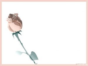 border rose flower background