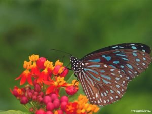 butterfly background for powerpoint