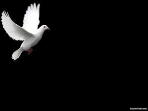 dove background