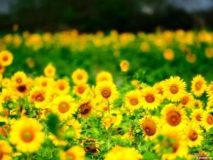 Sun Flower Powerpoint Slide Template