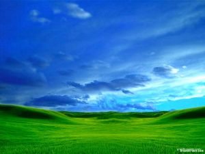 green grass background