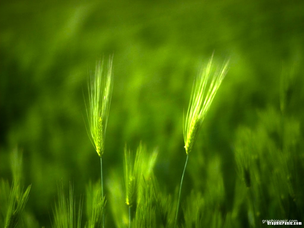 green grass powerpoint background