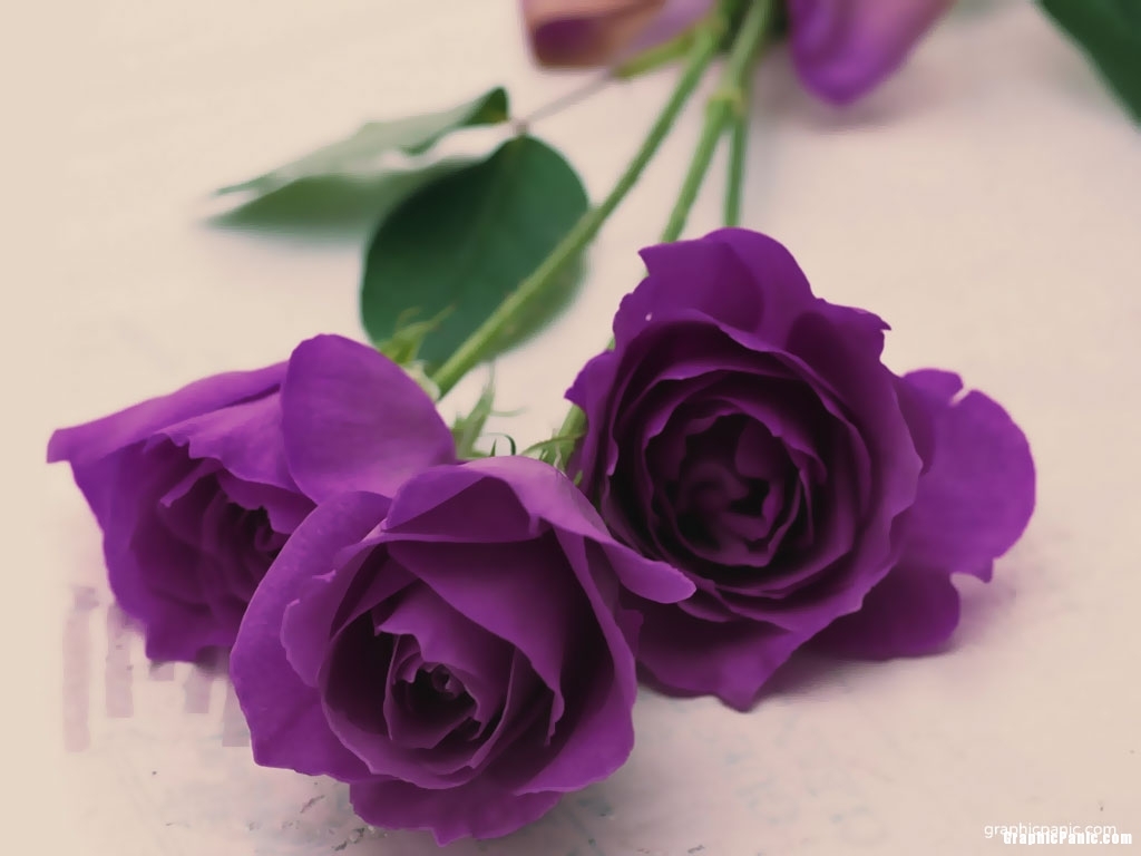 purple rose background