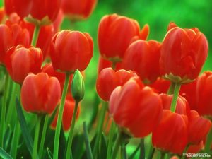 red tulip background