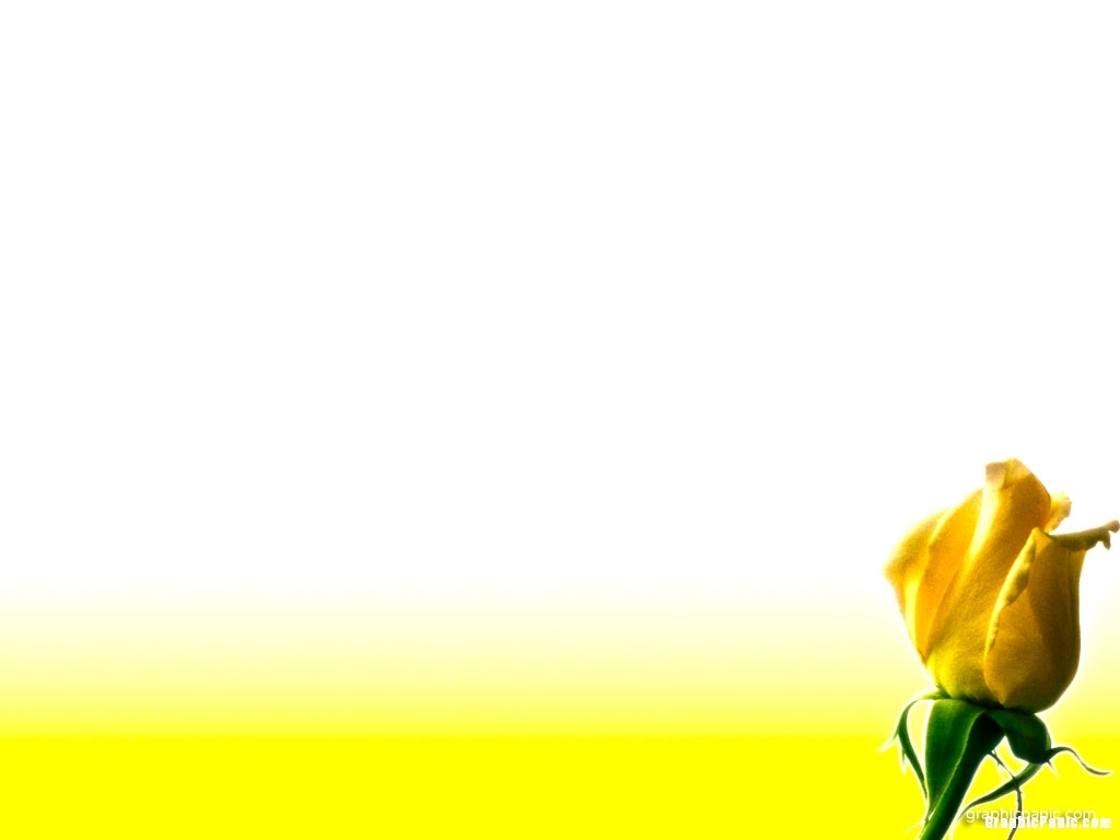 yellow rose flower powerpoint background