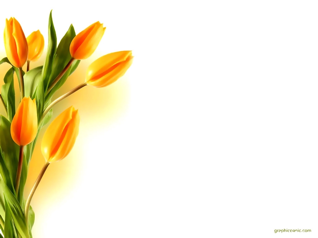 yellow tulip background